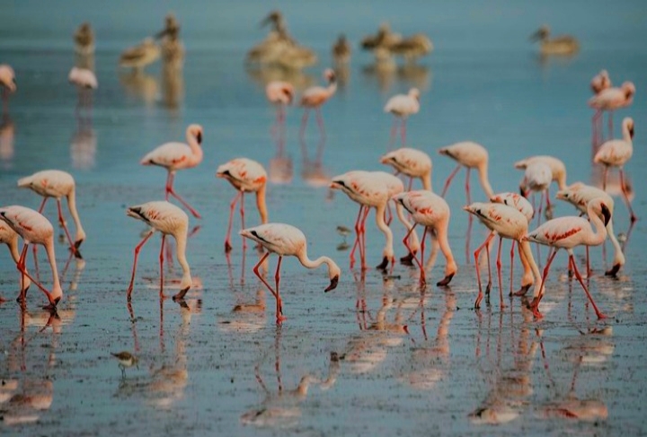 LAKE NATRON
